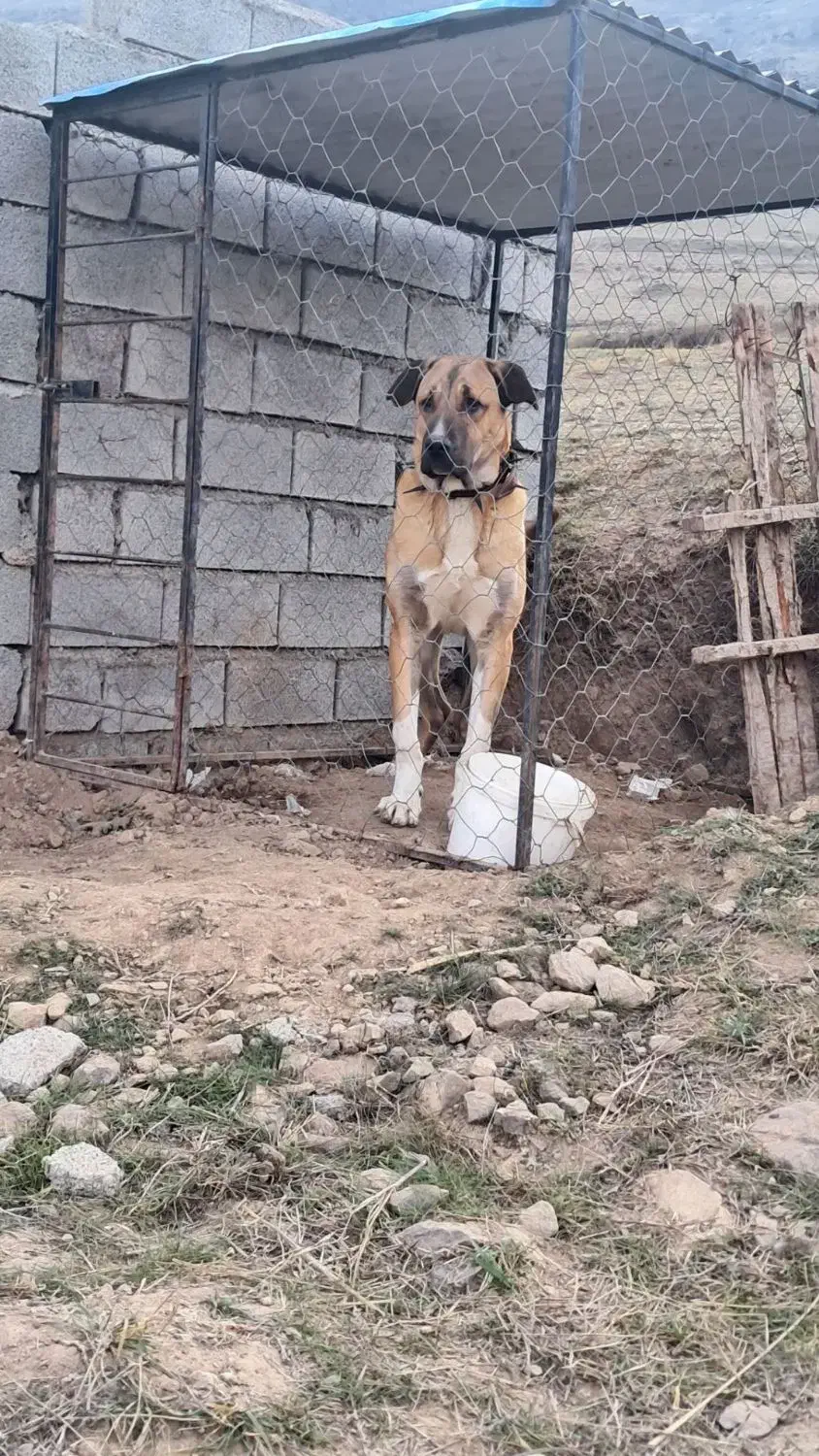 سگ عراقی|سگ|هوراند, |دیوار