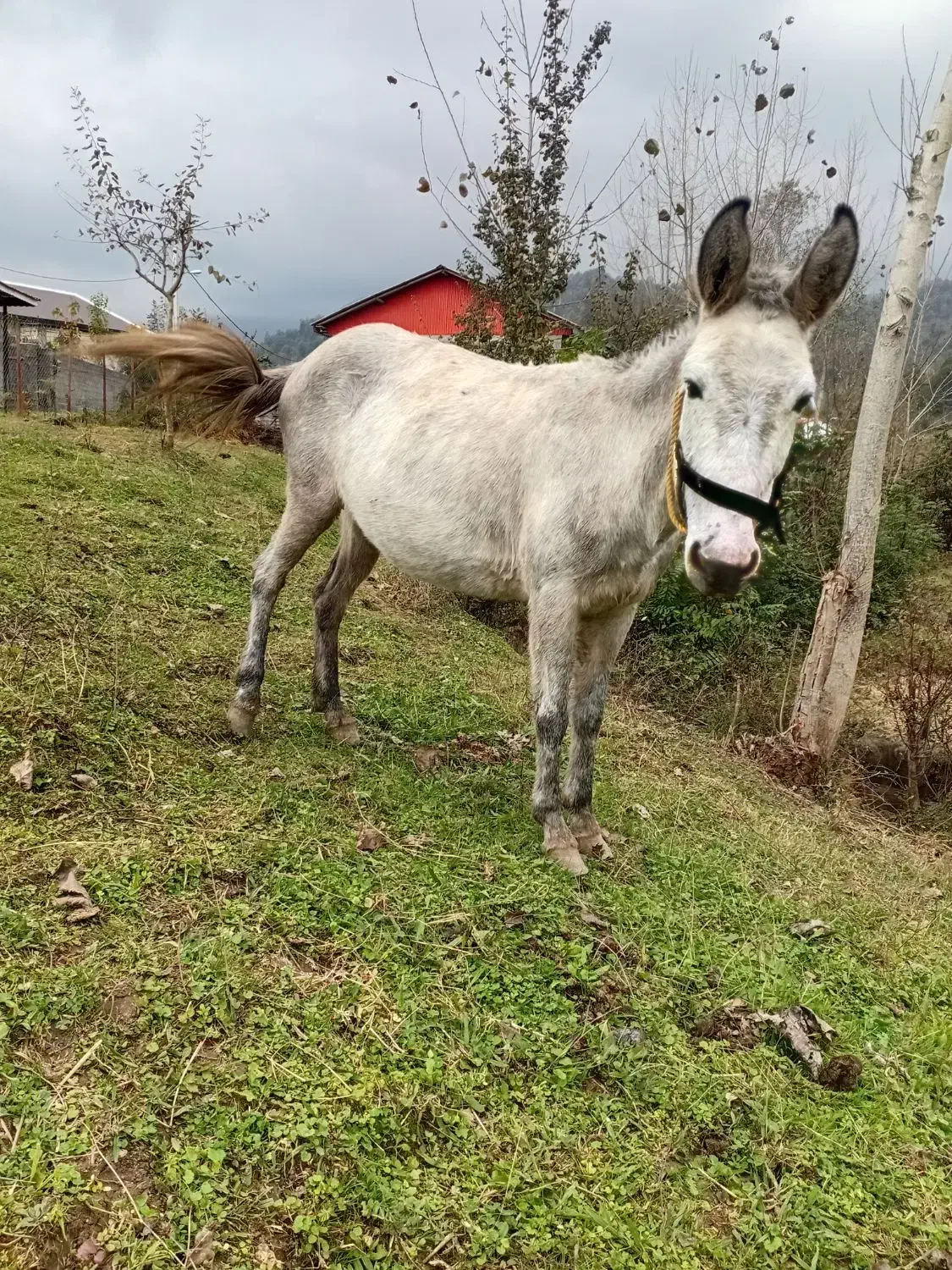 قاطر|حیوانات مزرعه|لیسار, |دیوار