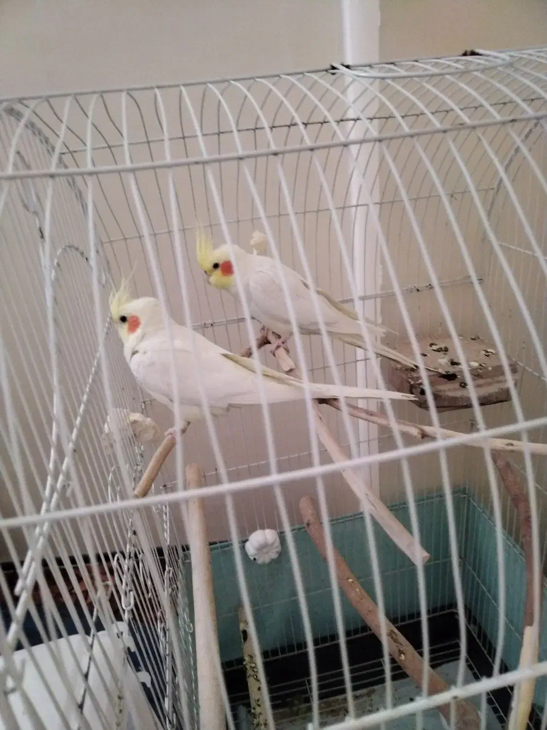 عروس هلندی سالم وسلامت کشیده و خوشگل|پرنده|شوشتر, |دیوار