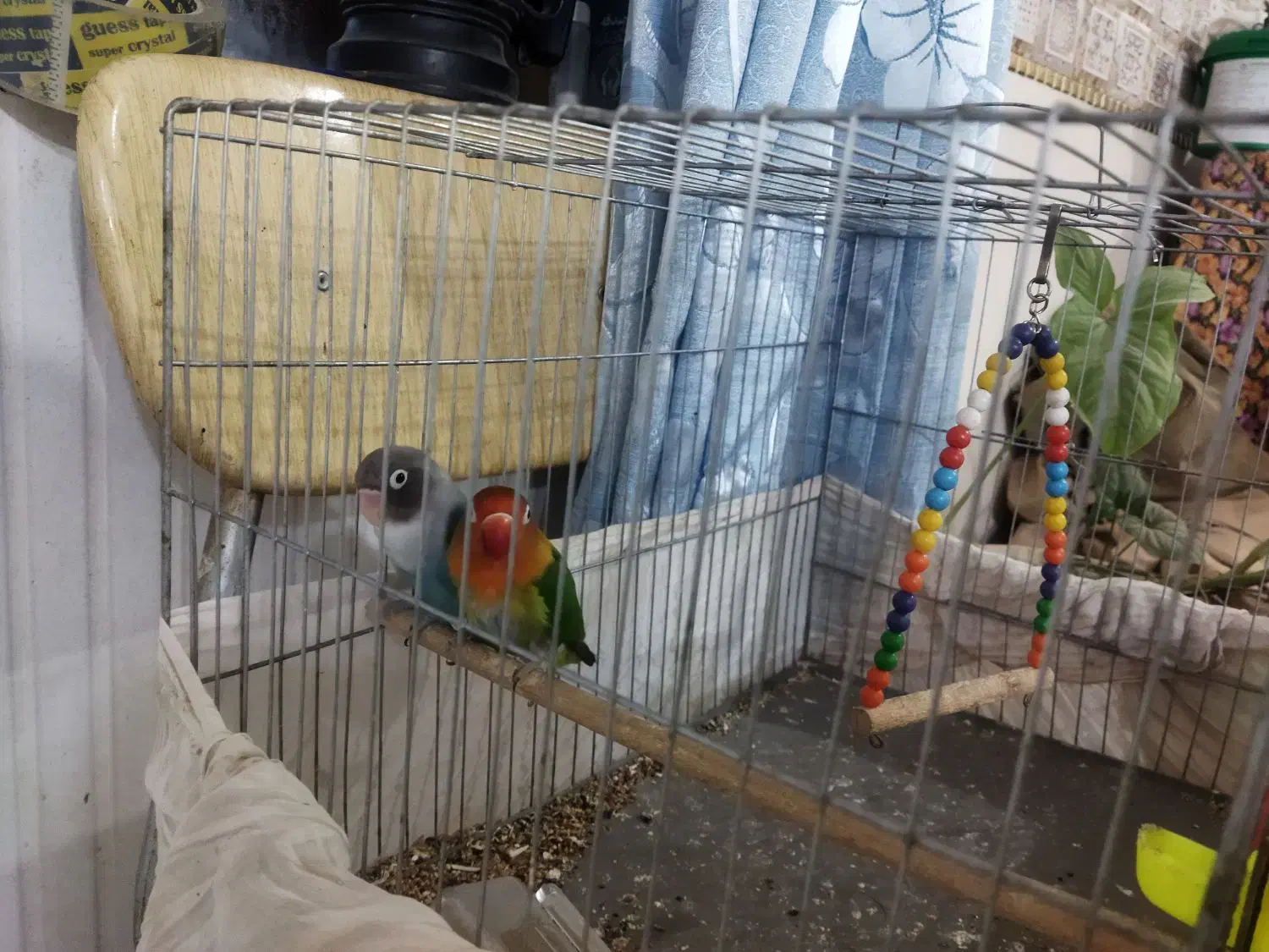 جفت طوطی برزیلی|پرنده|کرمان, |دیوار