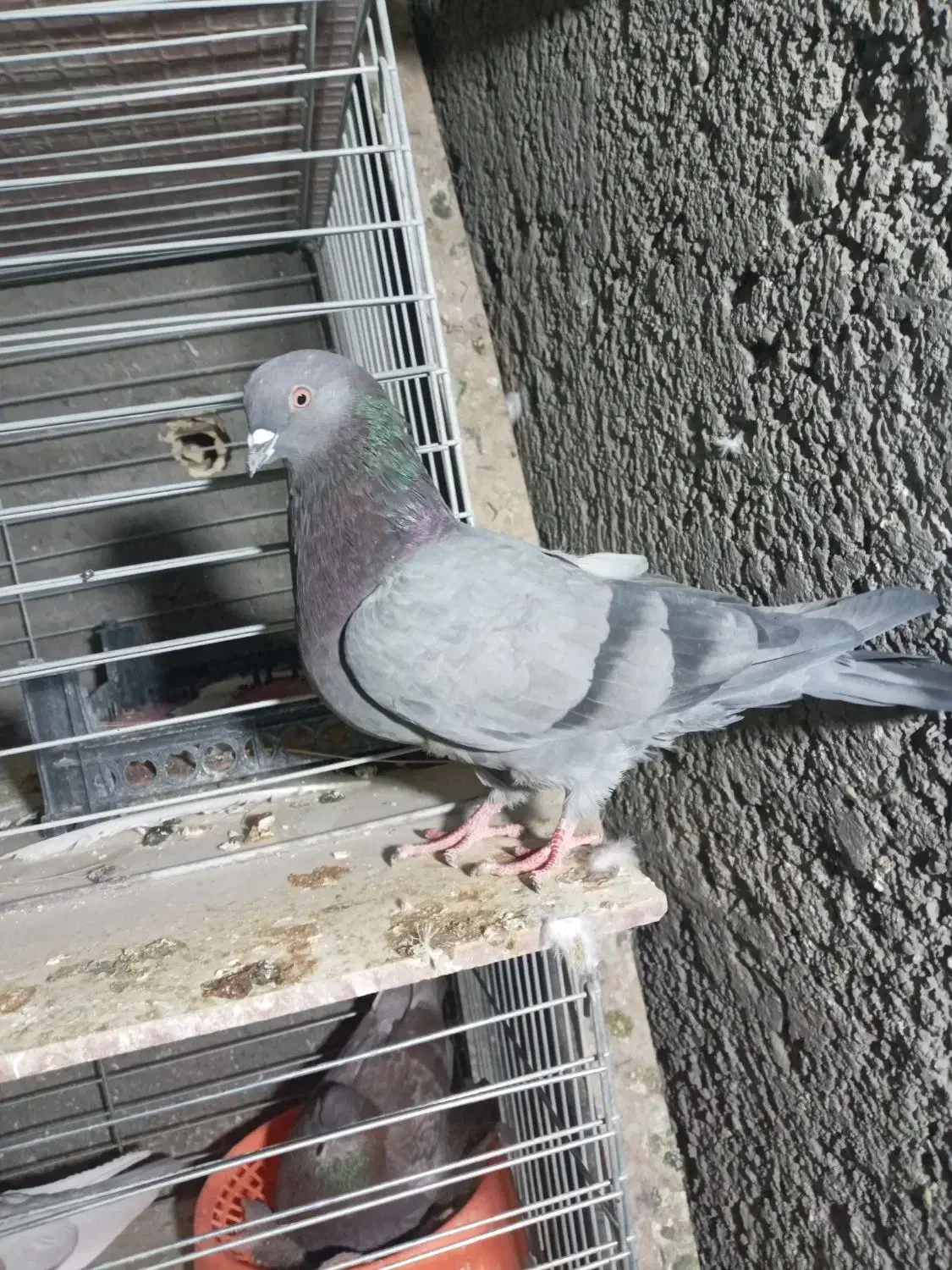 کبوتر|پرنده|اصفهان, عمان سامانی|دیوار