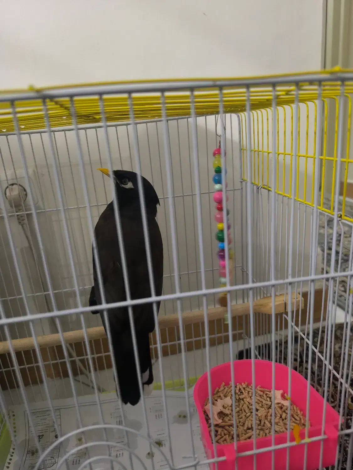 مرغ مینا|پرنده|تهران, آذری|دیوار