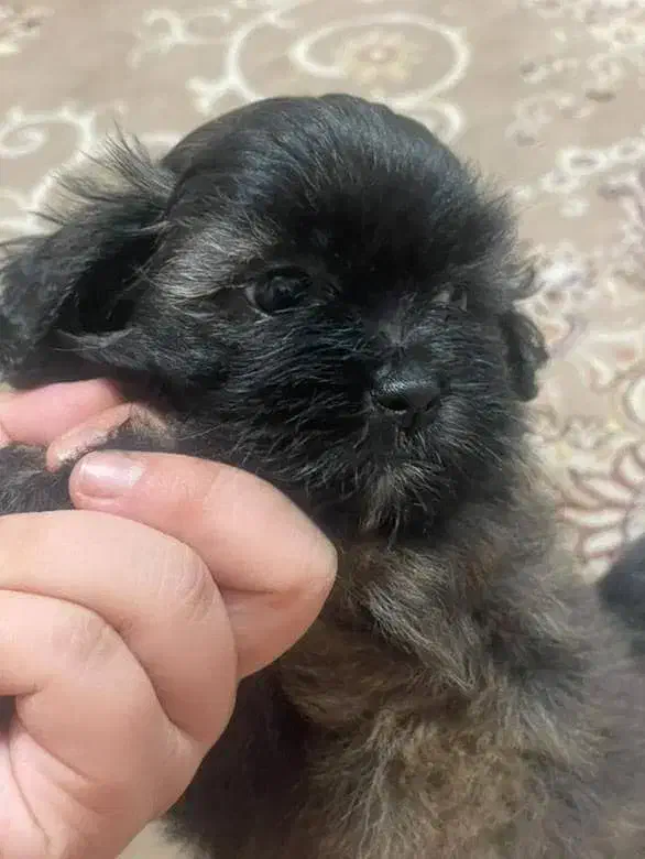 واگزاری سگ شیتزو|سگ|رشت, احمد گوراب|دیوار