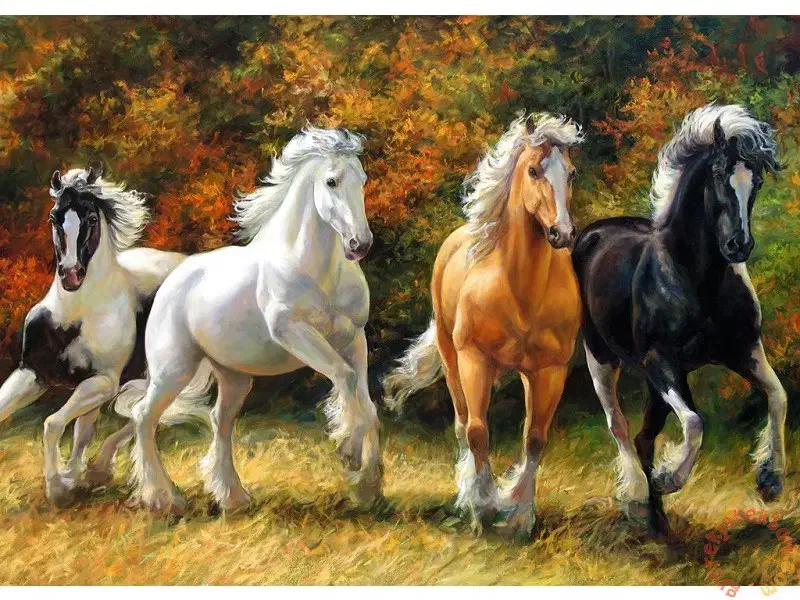 فروش اسب عرب یکسر دوسر|اسب و تجهیزات اسبسواری|یزد, |دیوار