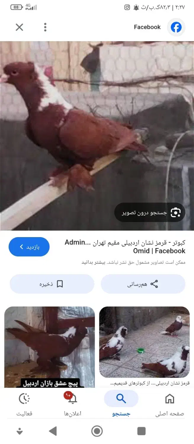 کبوتر  ککلی فراری|حیوانات|اردبیل, |دیوار