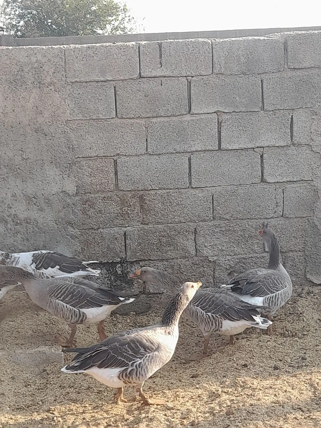 غاز|حیوانات مزرعه|شیراز, ظفرآباد|دیوار