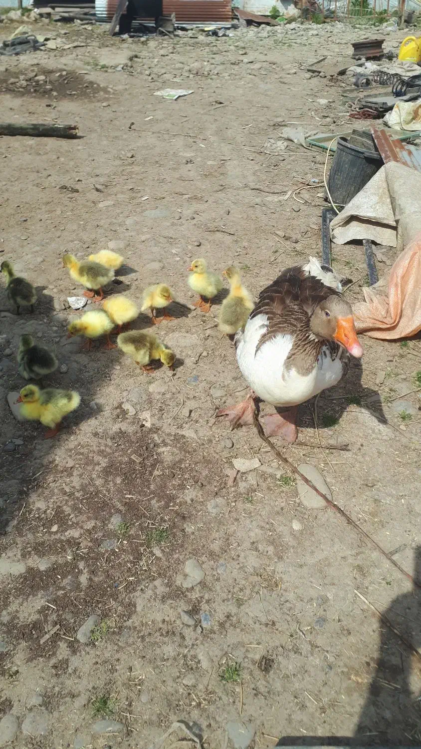 غاز|حیوانات مزرعه|سیاهکل, |دیوار