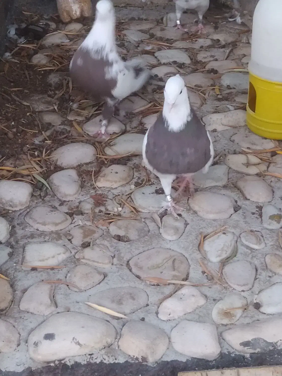 جفت طوق شازده و دم قهوای معاوضه|پرنده|کوهمره, |دیوار