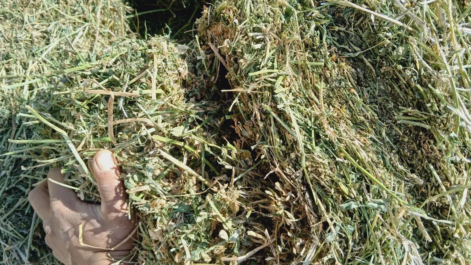 یونجه خشک اتباری|لوازم جانبی حیوانات|اقبالیه, |دیوار