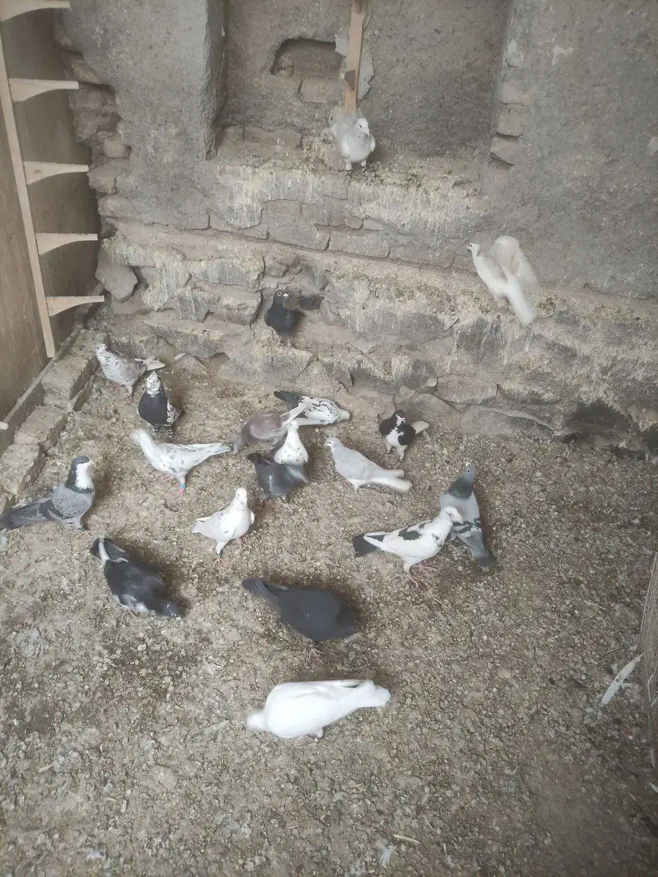 کبوتر پرشی زد و خردی|پرنده|زبرخان, |دیوار