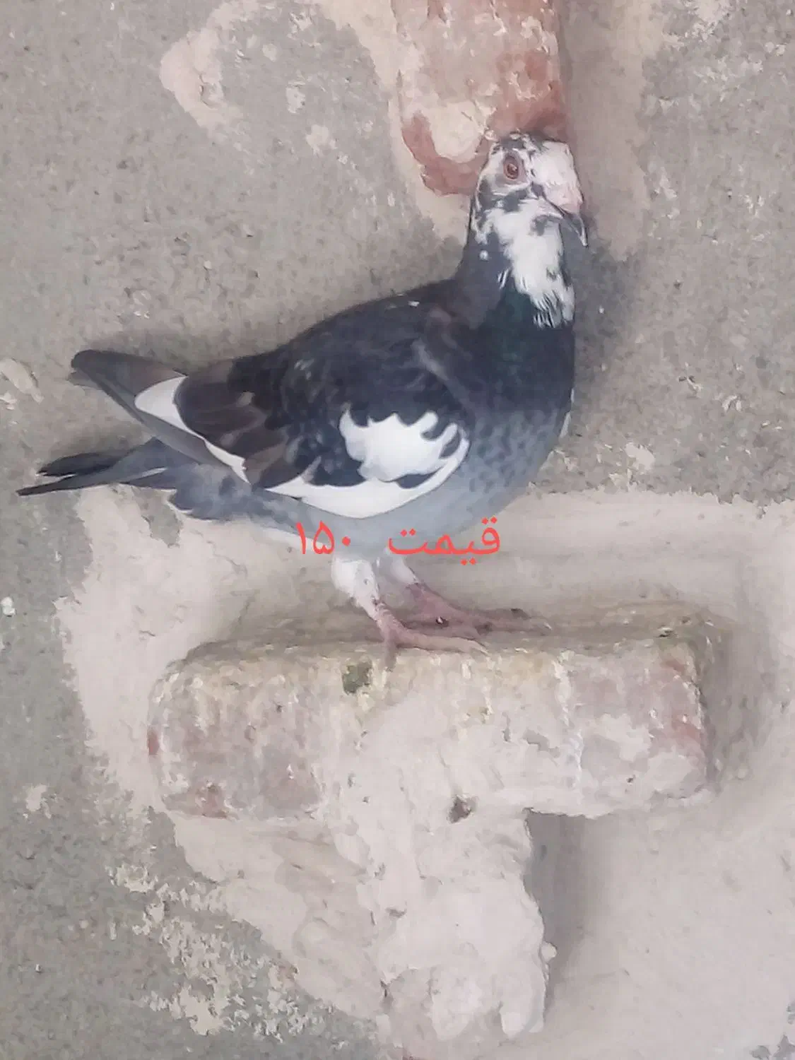 کبوتر|پرنده|مراغه, |دیوار