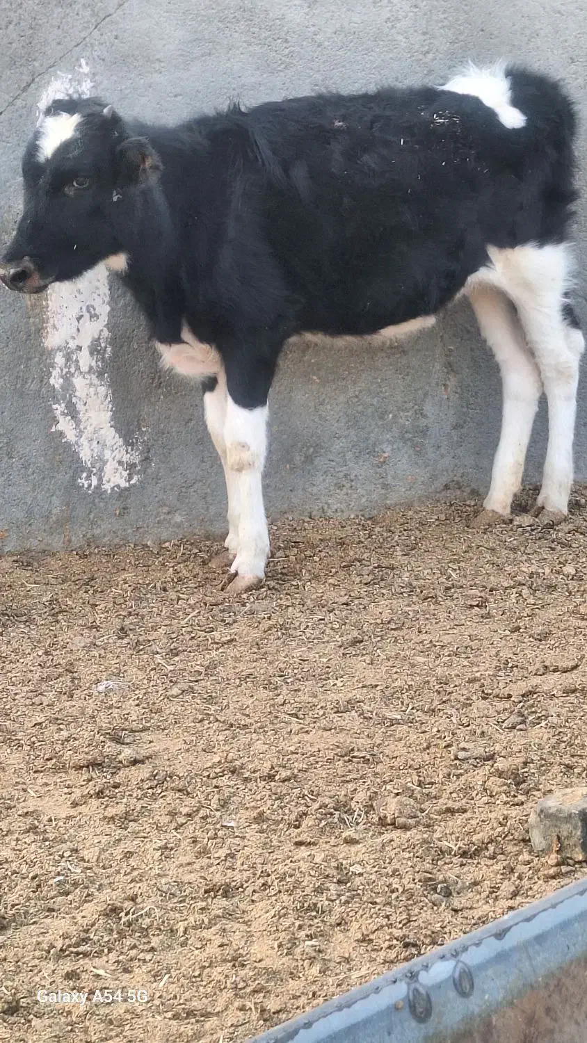 گوساله ماده و گوساله نر|حیوانات مزرعه|جعفرآباد, |دیوار