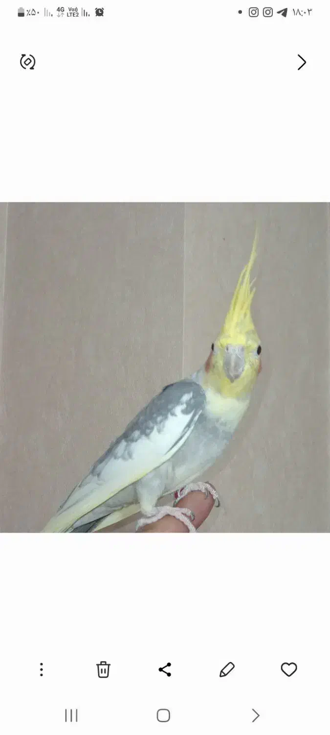 گمشده عروس هلندی|حیوانات|فردیس, منظریه|دیوار