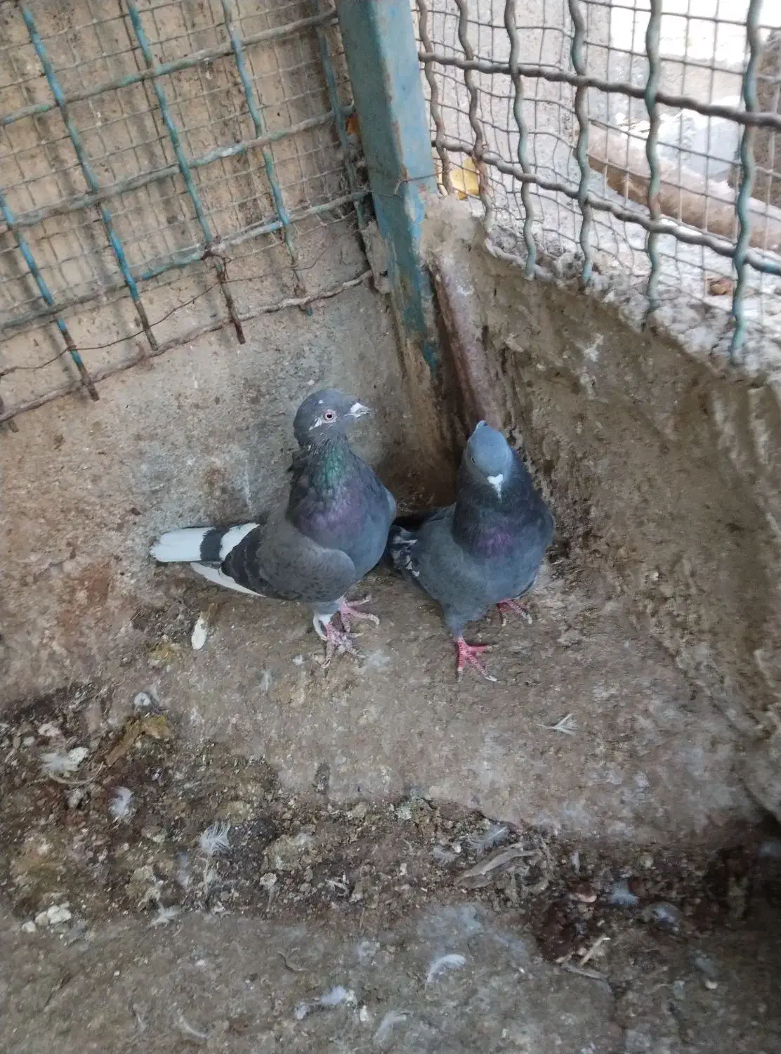 کبوتر|پرنده|هشتگرد, تهران دشت|دیوار