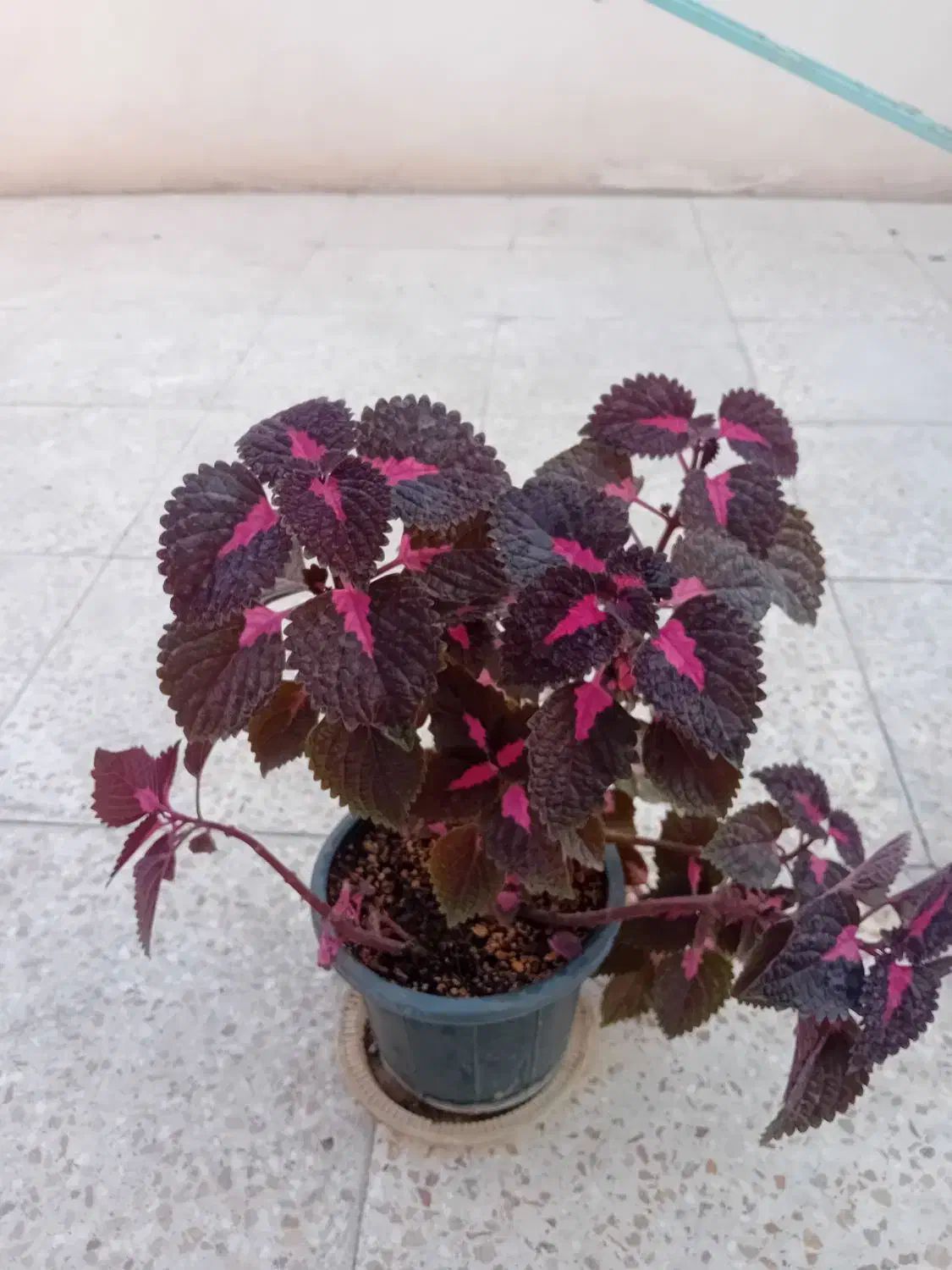 ۶تا گل حسن یوسف خوشگل در حال رشد بفروش میرسد|گل و گیاه طبیعی|قدس, شهر‌قدس|دیوار