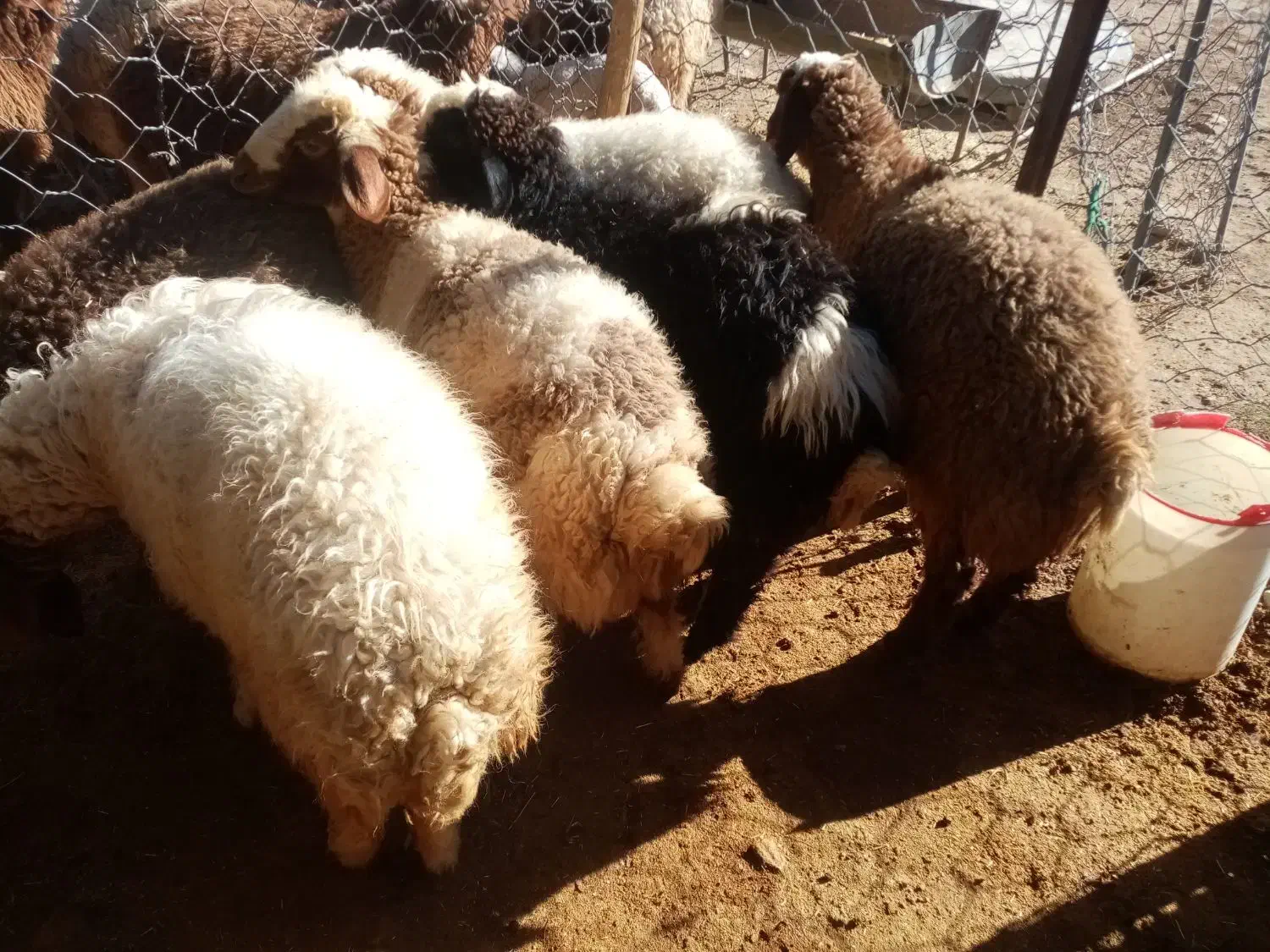 بره|حیوانات مزرعه|اسلام‌‌آباد غرب, |دیوار