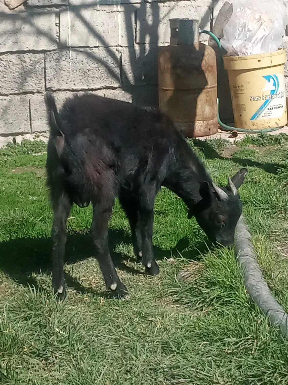 بزشیری|حیوانات مزرعه|مشگین شهر, |دیوار