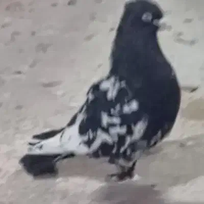 تعدادی کفتر قاطی|پرنده|شیراز, نیستان|دیوار