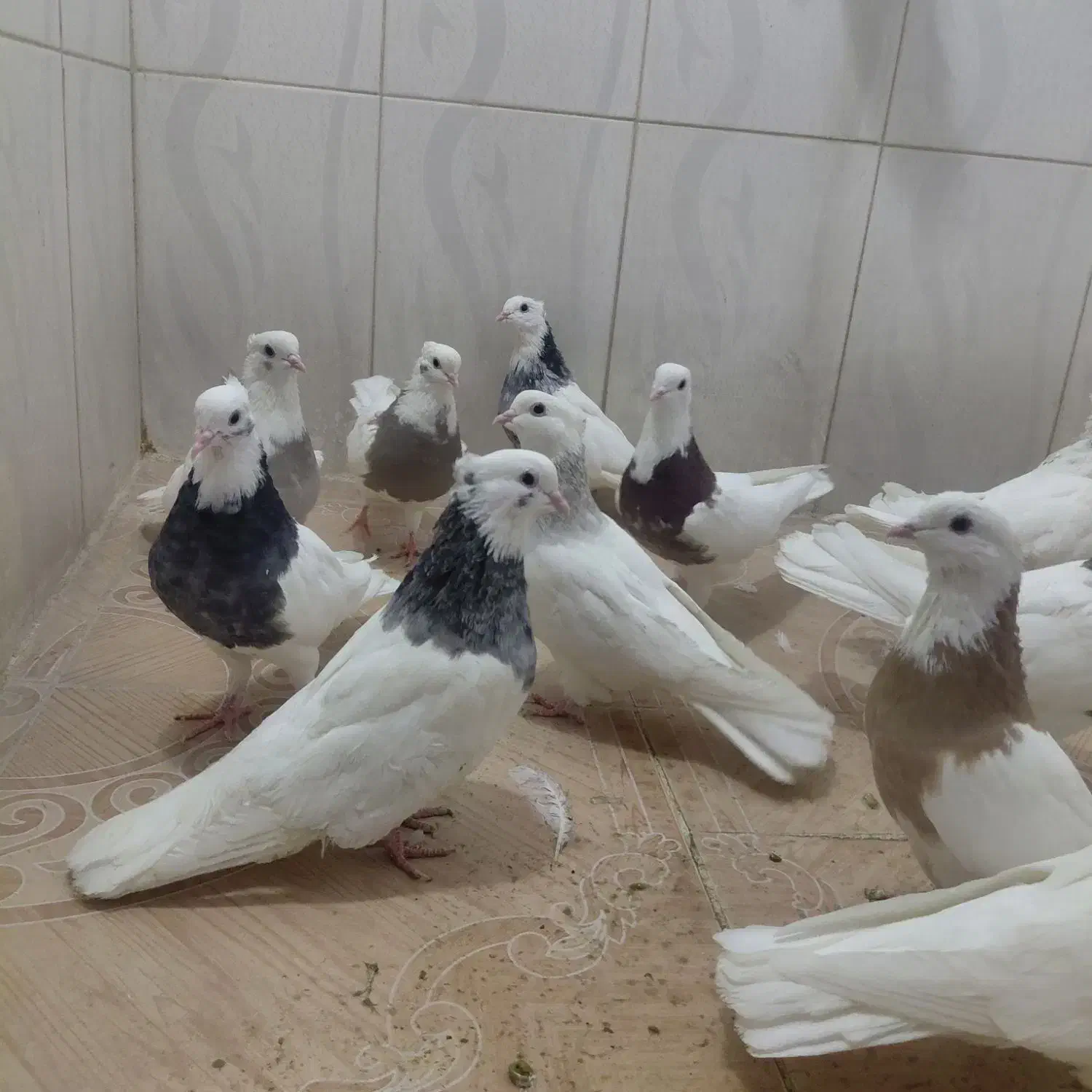 15عدد کبوتر طوقی|پرنده|صحنه, |دیوار