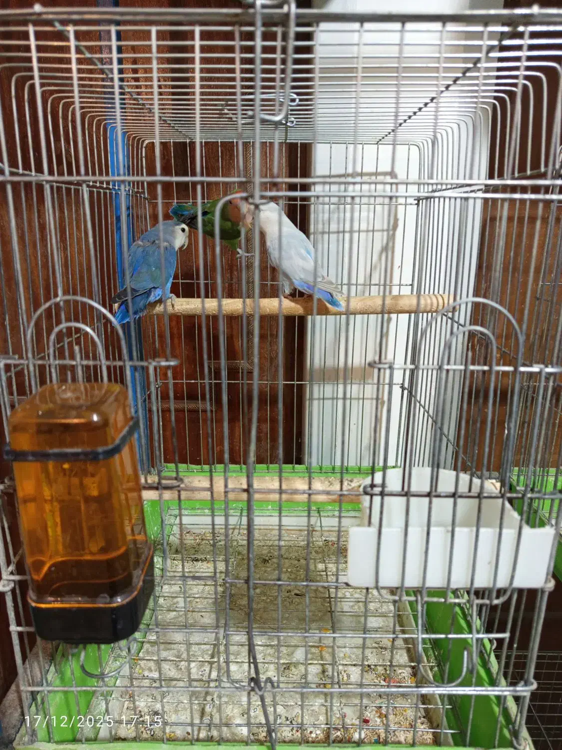 طوطی برزیلی|پرنده|ماهدشت, |دیوار