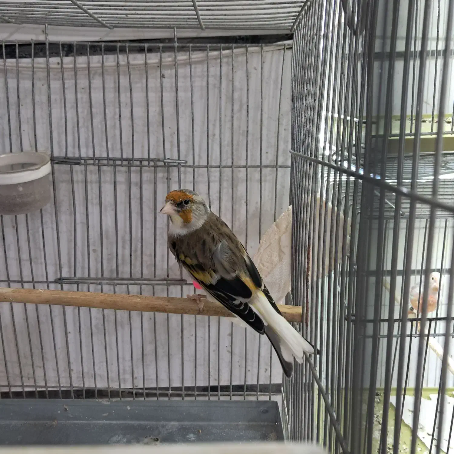 ۲عدد سهره قناری چونه سفید|پرنده|قزوین, |دیوار