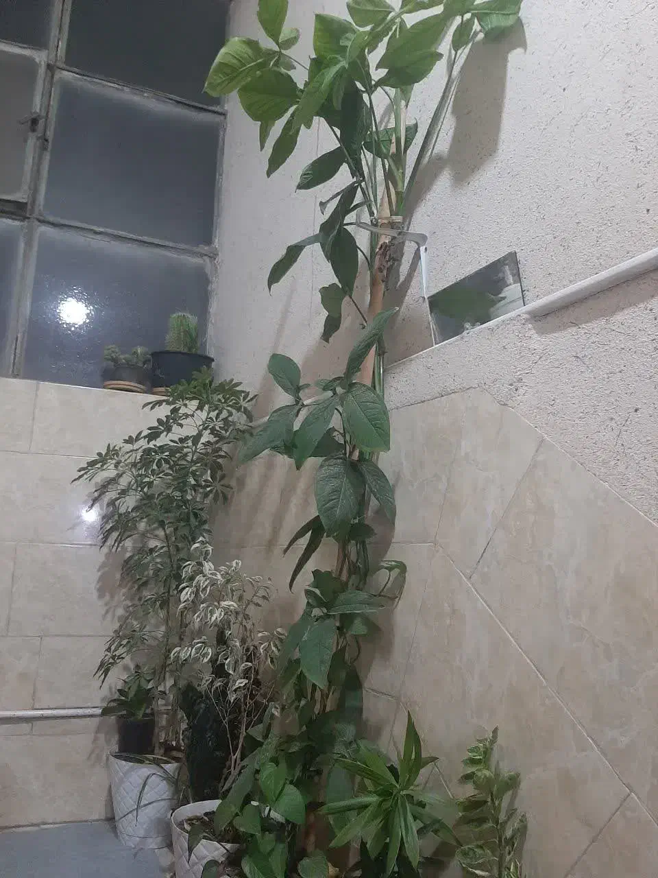 گل طبیعی سرحال|گل و گیاه طبیعی|اسلامشهر, شهرک قائمیه|دیوار