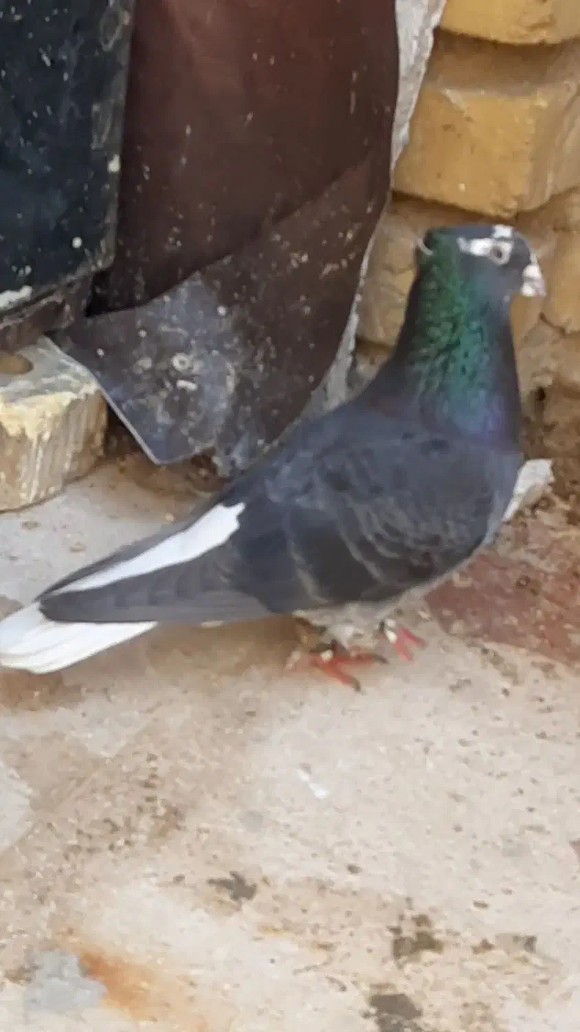 کفتر|پرنده|شیراز, کوشک میدان|دیوار