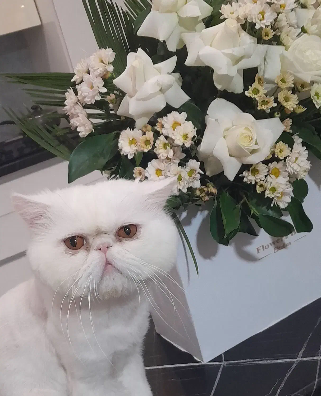 پرشین نر اصیل آماده جفتگیری|گربه|پردیس, فاز ۸|دیوار