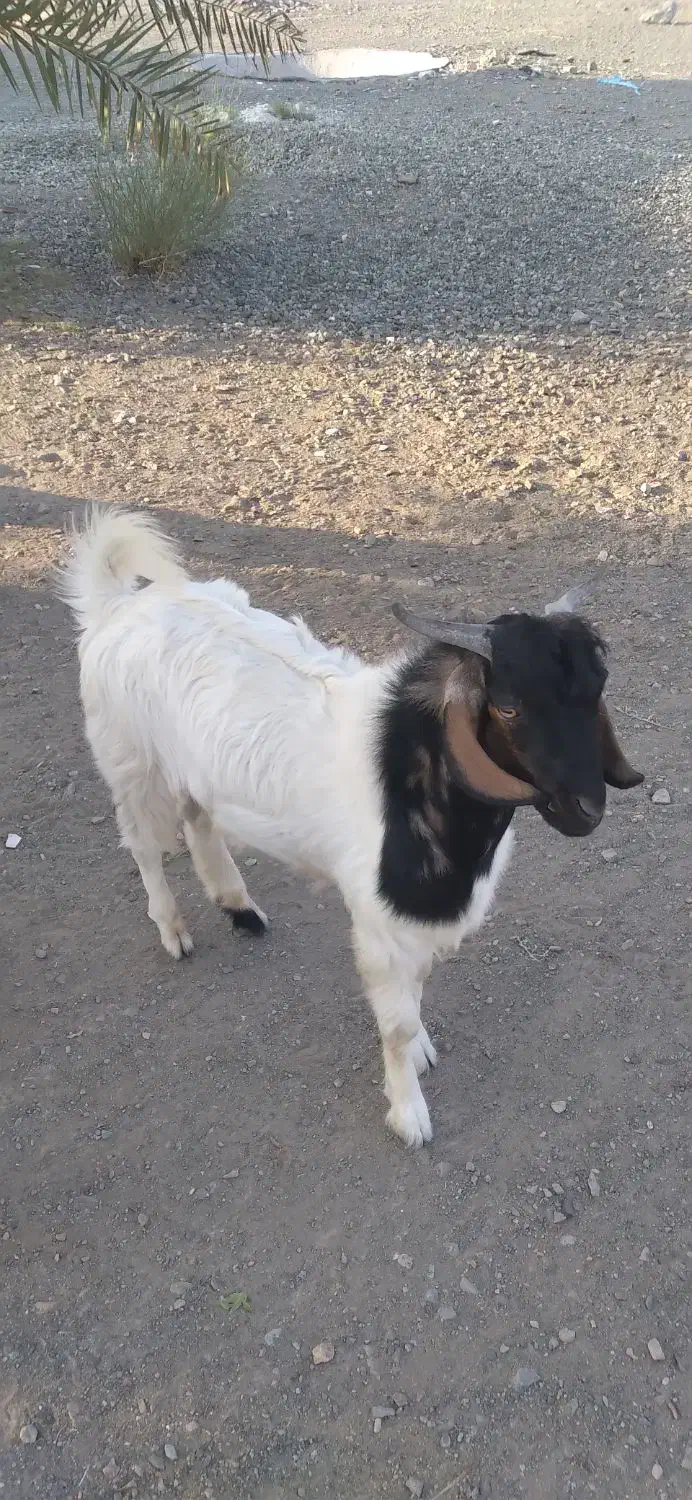 فروش گوسفند|حیوانات مزرعه|قلعه گنج, |دیوار