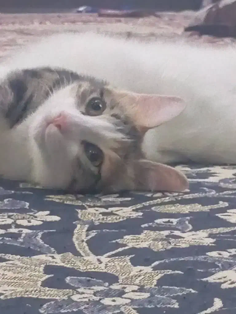 واگذاری گربه|گربه|تهران, دستغیب|دیوار