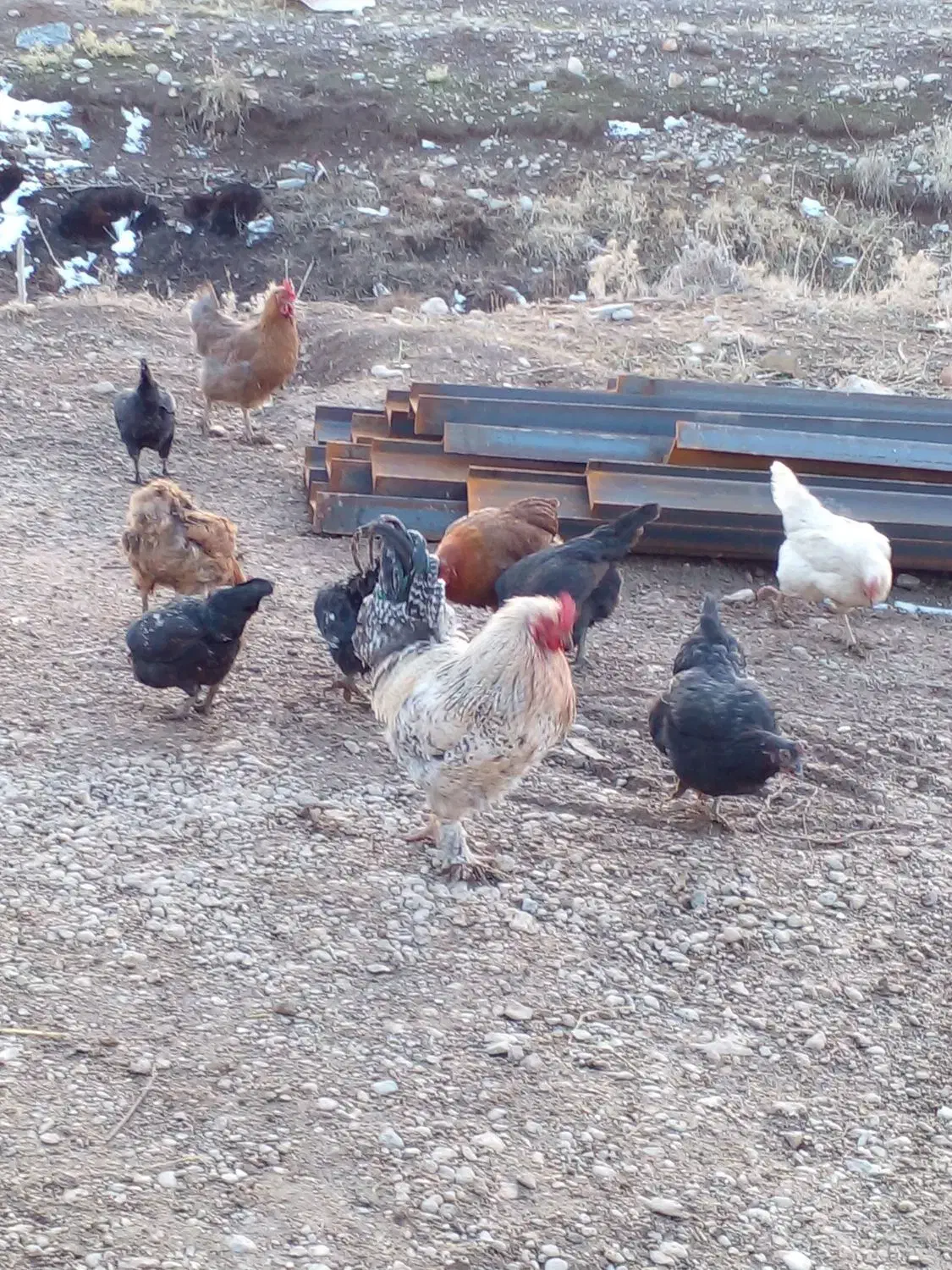 مرغ بیرانشهر|حیوانات مزرعه|بیرانوند, |دیوار