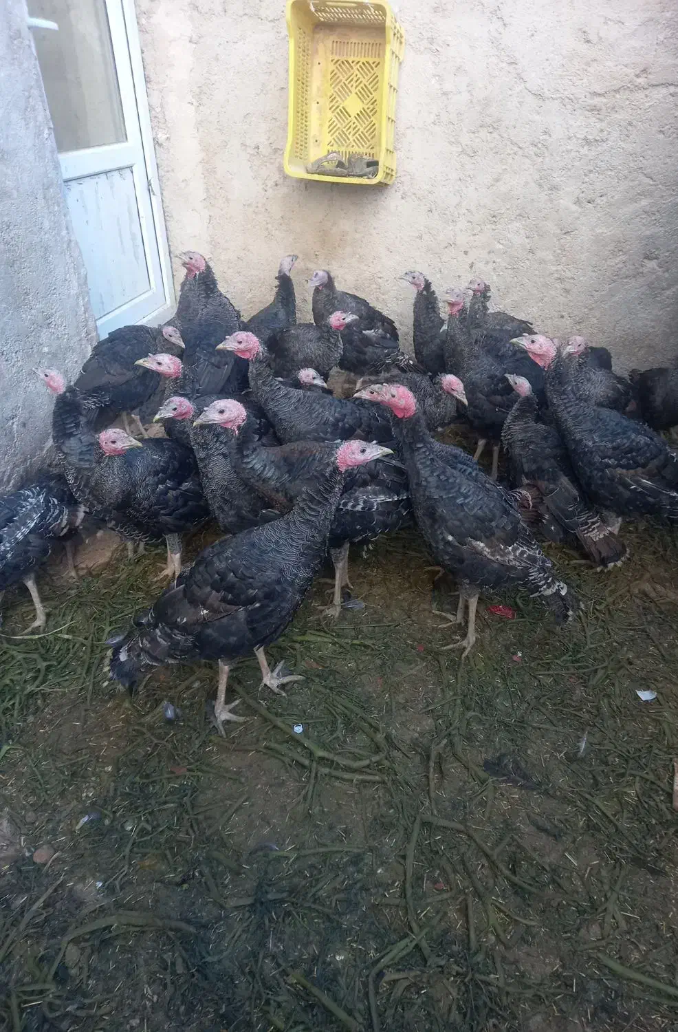 آماده پروار شدن|حیوانات مزرعه|رزن, |دیوار