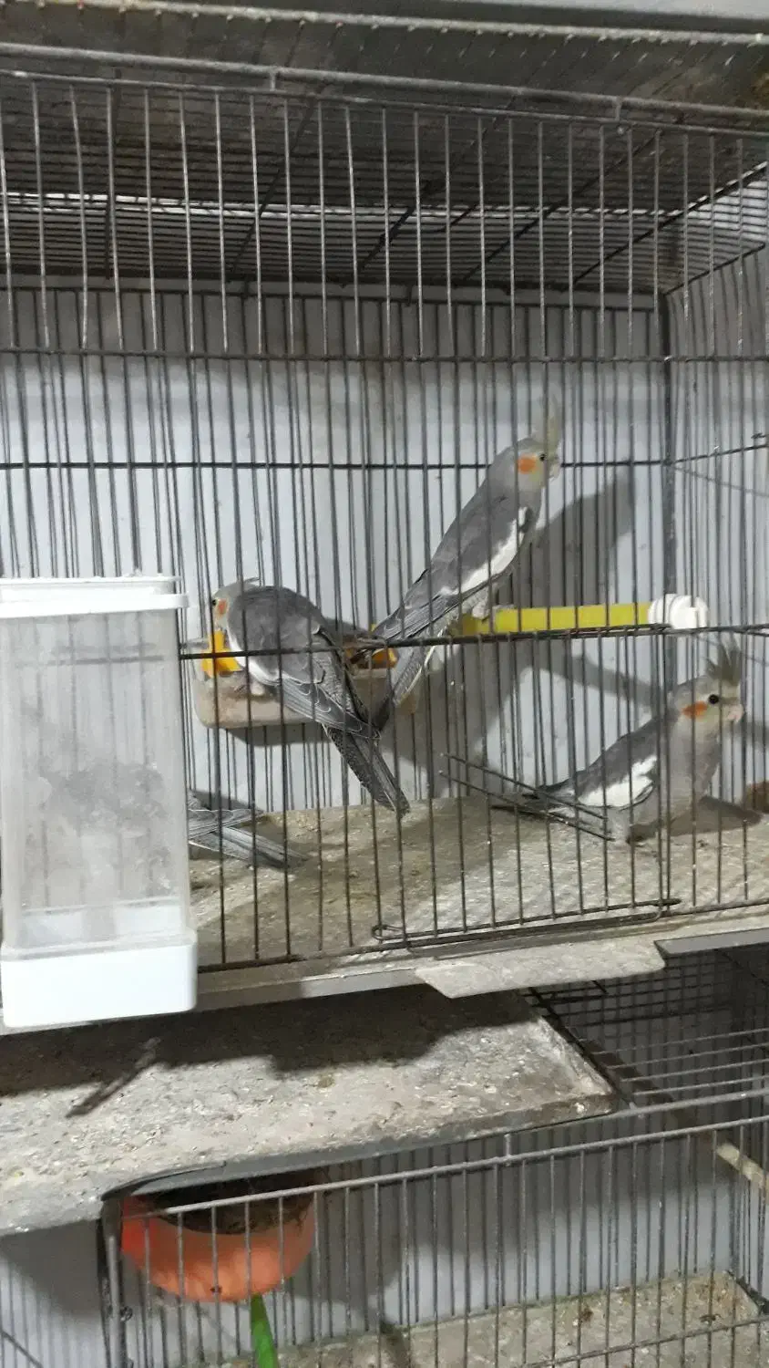 جوجه عروس|پرنده|اراک, |دیوار