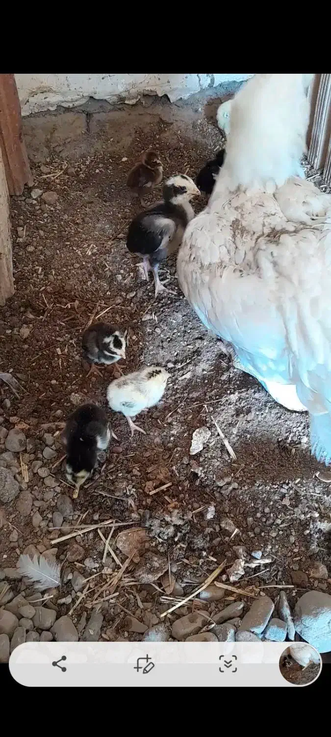 مرغ با۱۰جوجه لاری|حیوانات مزرعه|بالا ولایت, |دیوار