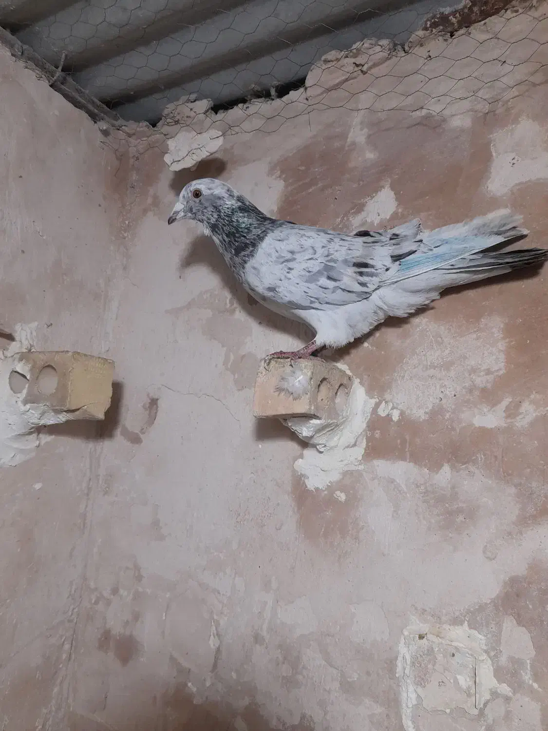 پشتی|پرنده|تربت جام, حافظ|دیوار