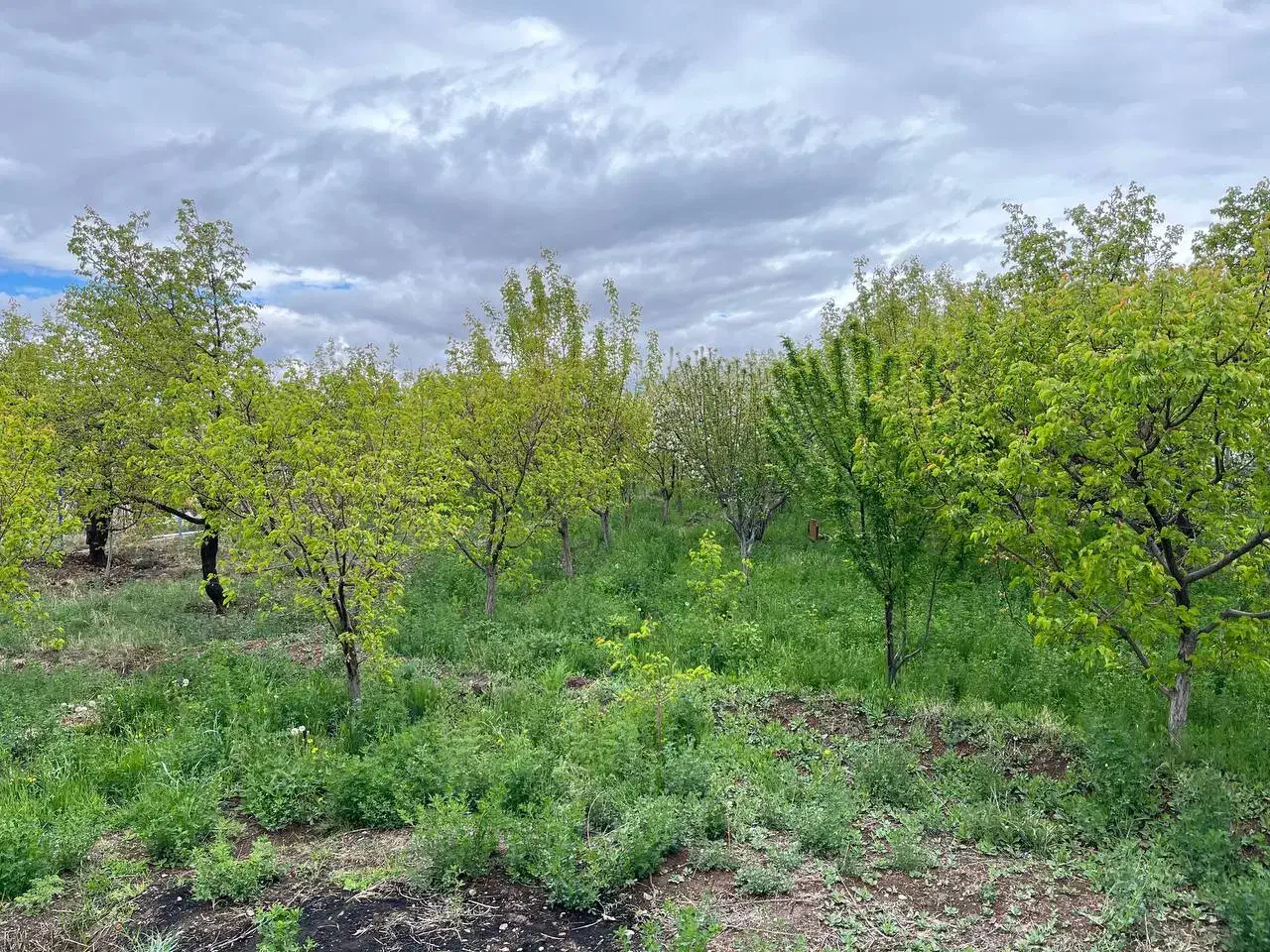 باغ۱۰۰۰متری در مرند|فروش زمین و ملک کلنگی|کشکسرای, |دیوار