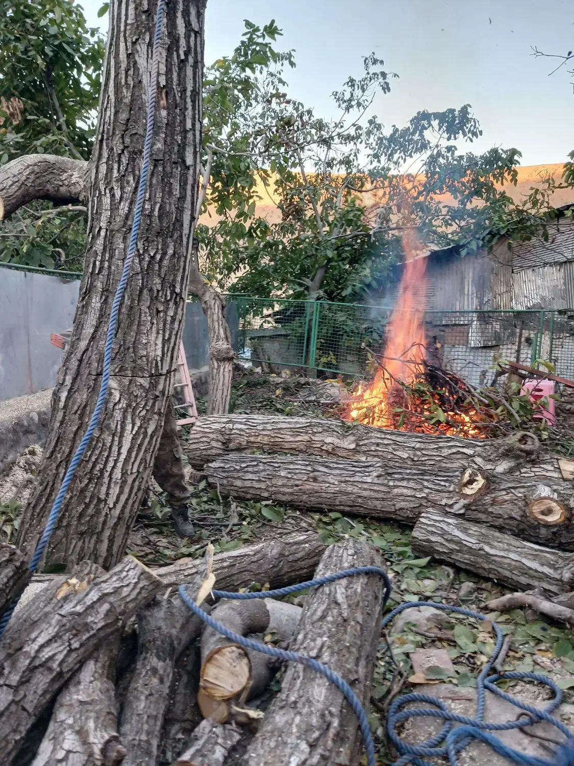 خرید وفروش چوب گردو|خدمات باغبانی و درختکاری|فردیس, سرحدی|دیوار