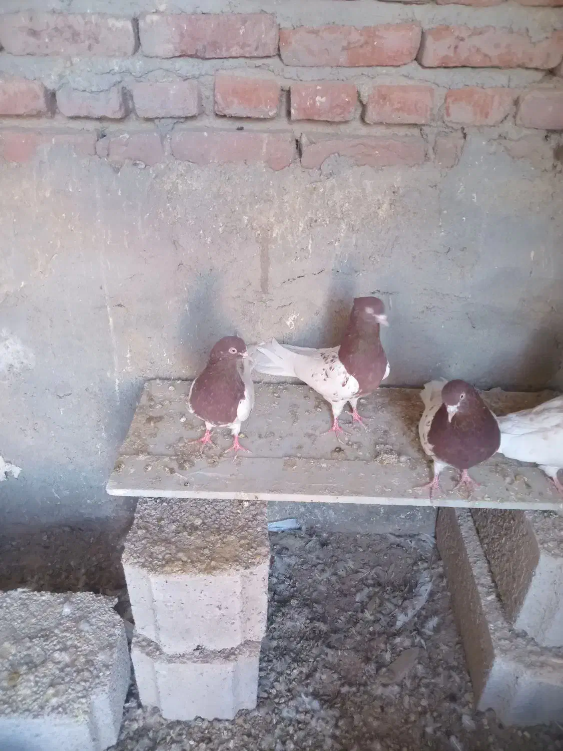 کبوتر کله ای|پرنده|گوگان, |دیوار