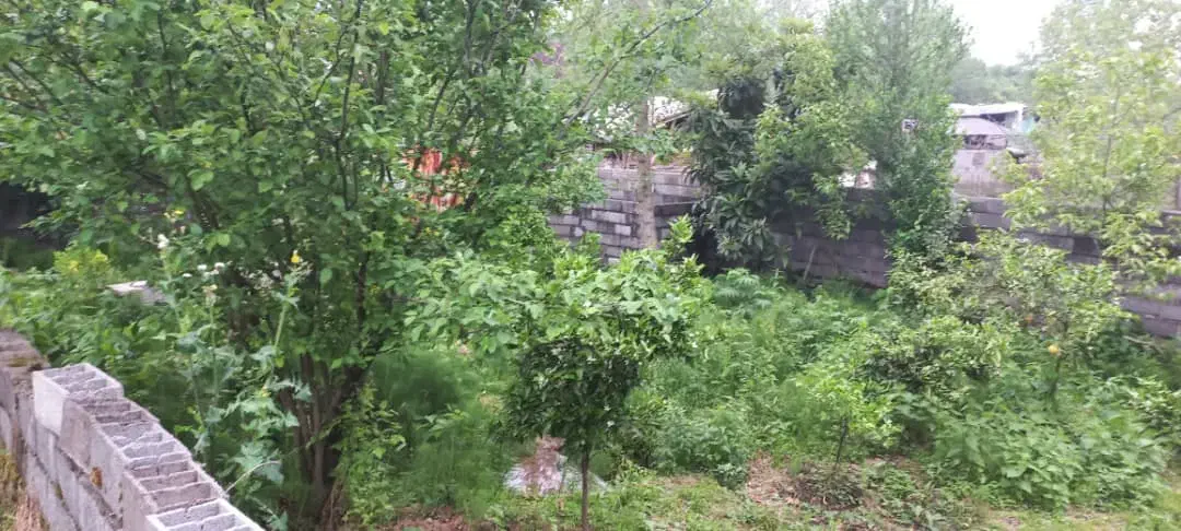 زمین با جواز ساخت|فروش زمین و ملک کلنگی|نشتارود, |دیوار