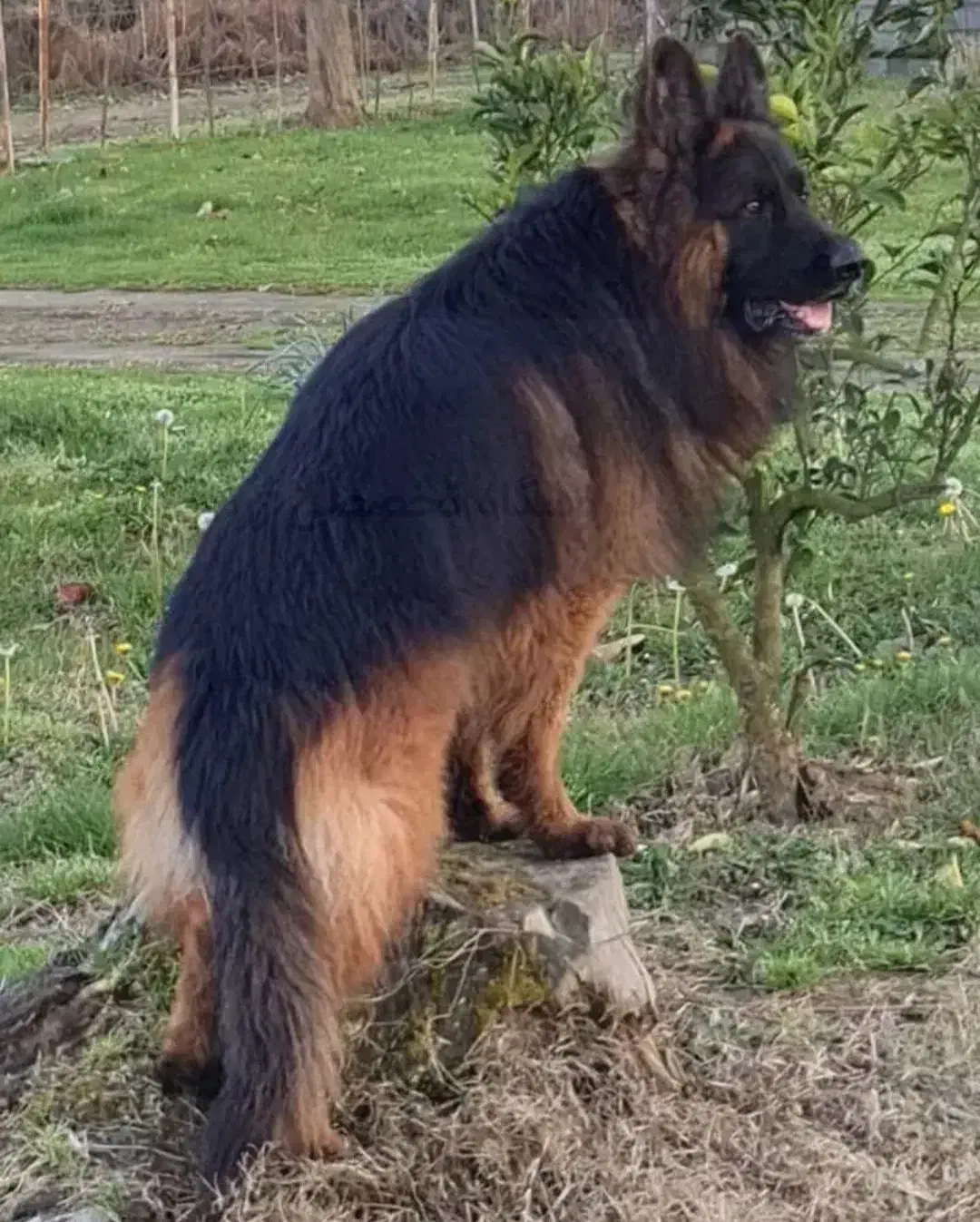 ژرمن نر|سگ|خرم‌آباد, |دیوار