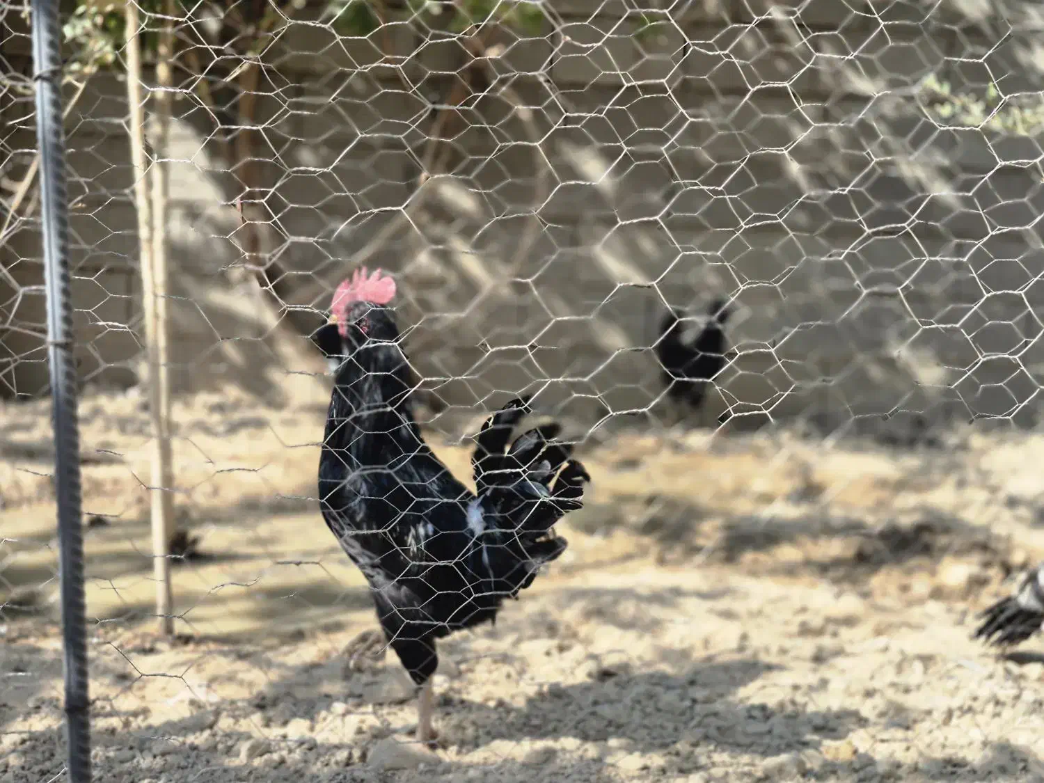 خروس گلین|حیوانات مزرعه|شیراز, کودیان|دیوار