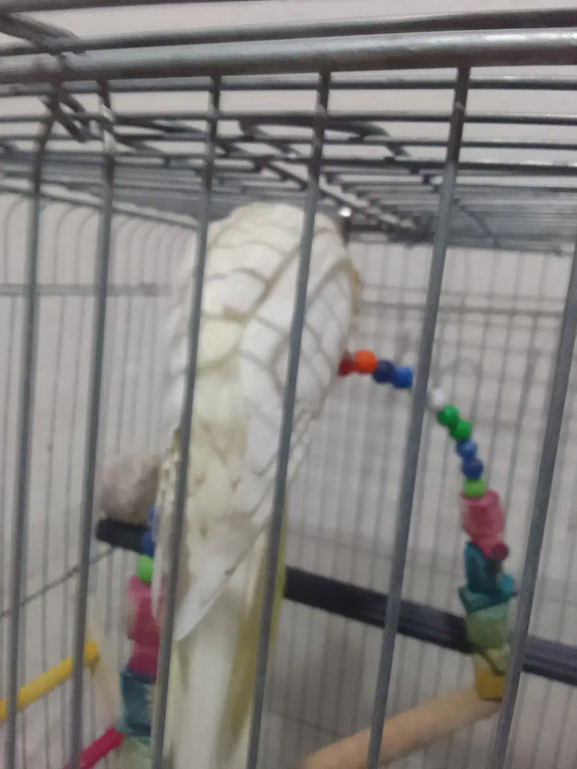 عروس هلندی|پرنده|ساوه, |دیوار