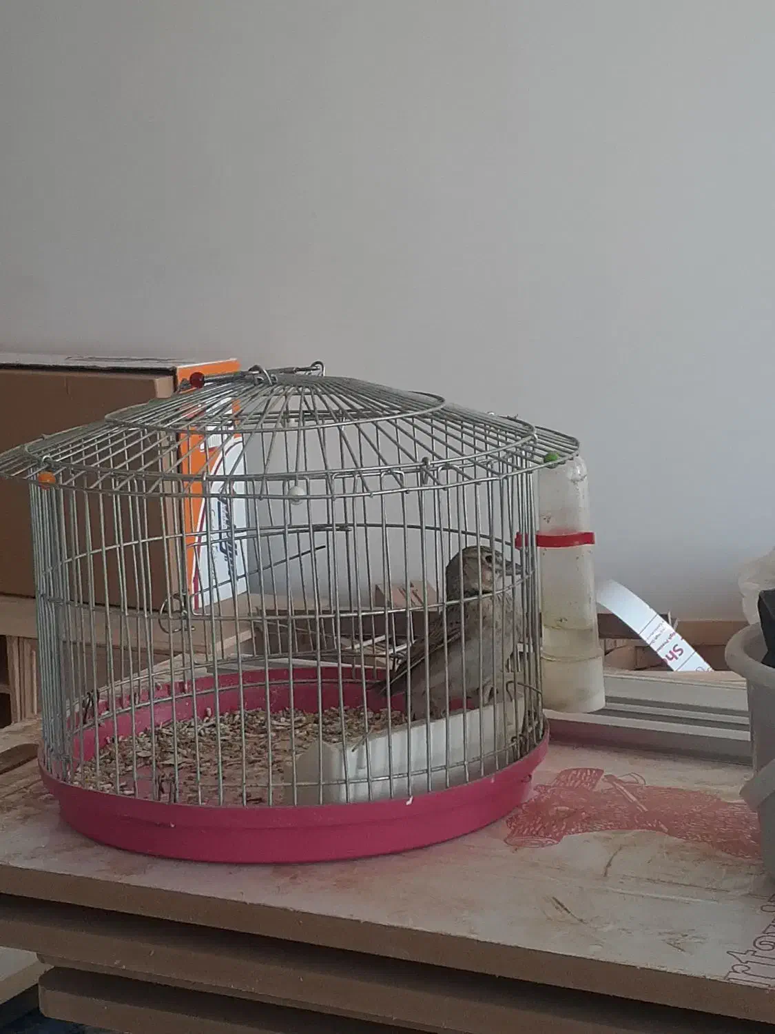 سهره خاکی|پرنده|بومهن, |دیوار