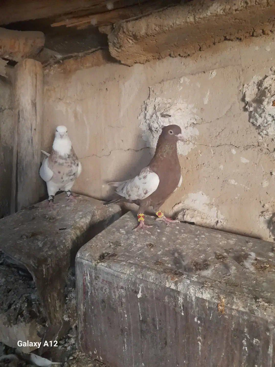 کفترطوق شازده نروماده بیضا|پرنده|زرقان, |دیوار