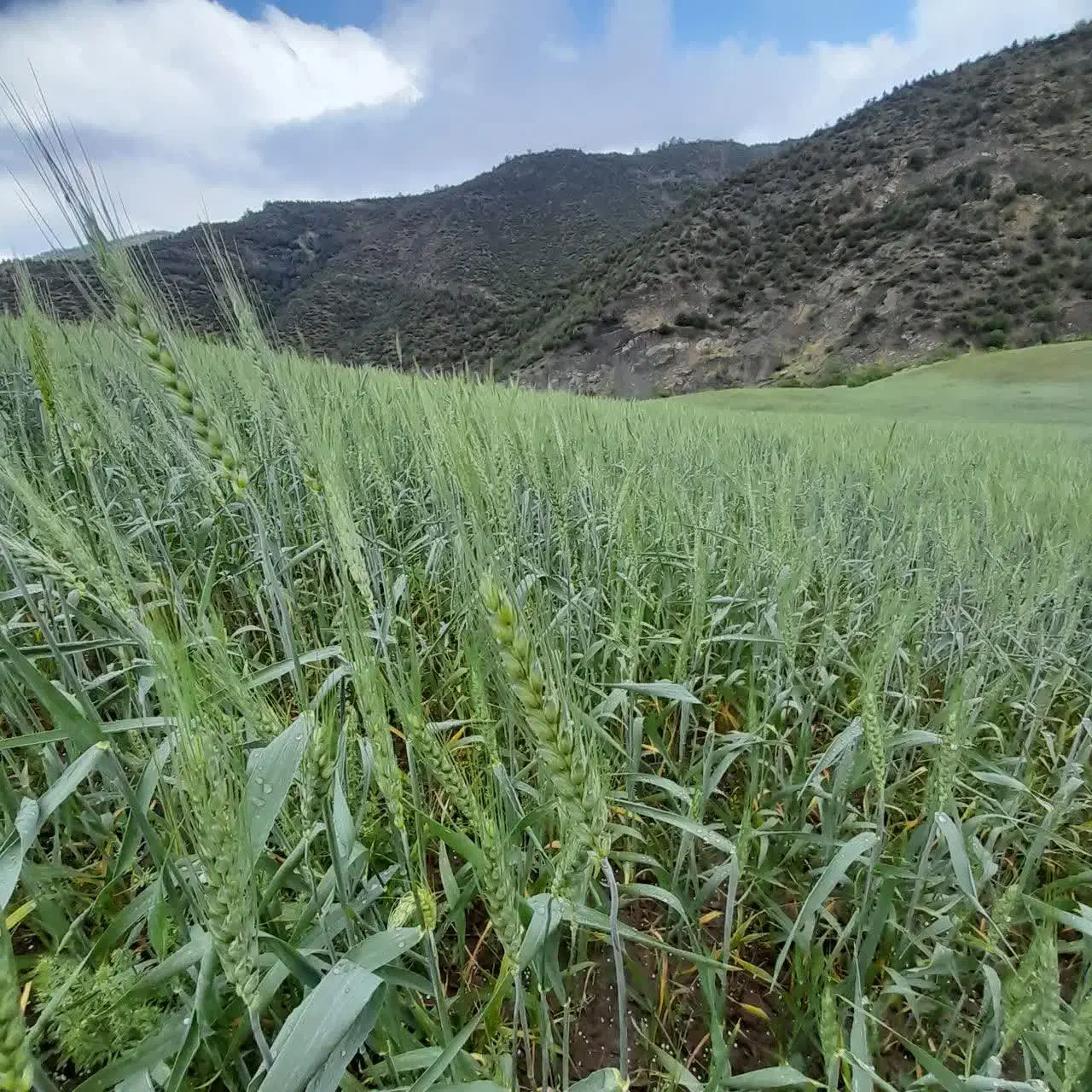 ۲ هکتار زمین کشاورزی روستای رضی رامیان|فروش دفتر صنعتی، کشاورزی، تجاری|رامیان, |دیوار