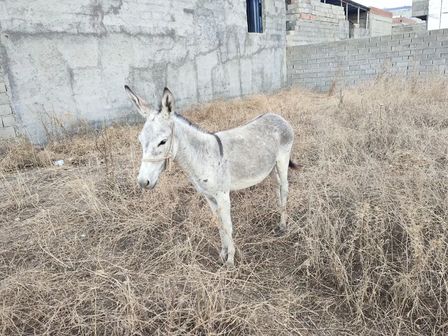 الاغ نر|حیوانات مزرعه|فراغی, |دیوار