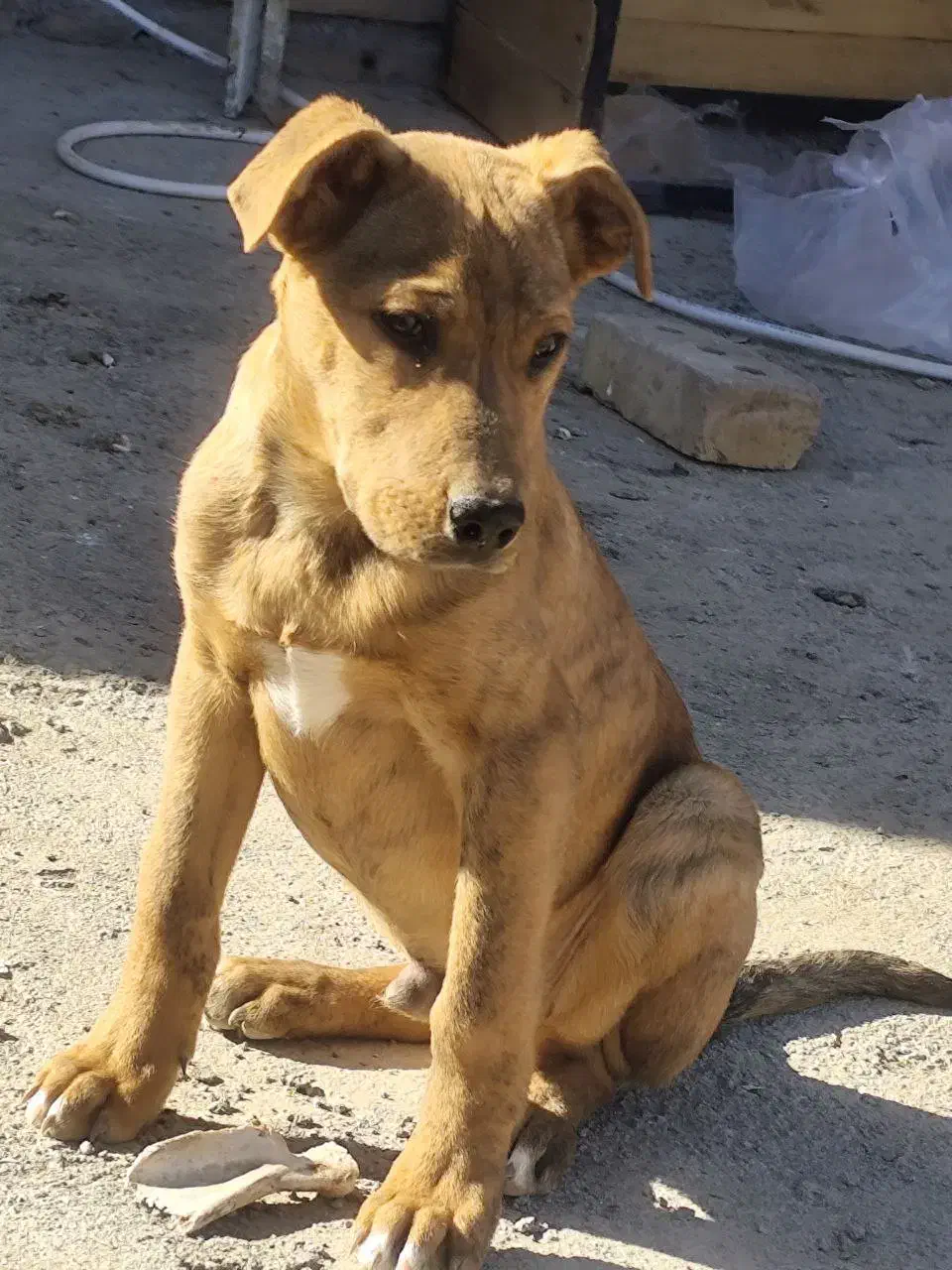 سگ پیتبول نژاد خوب ۲ماه هست با تغذیه سالم|سگ|نیشابور, گنبد سبز|دیوار