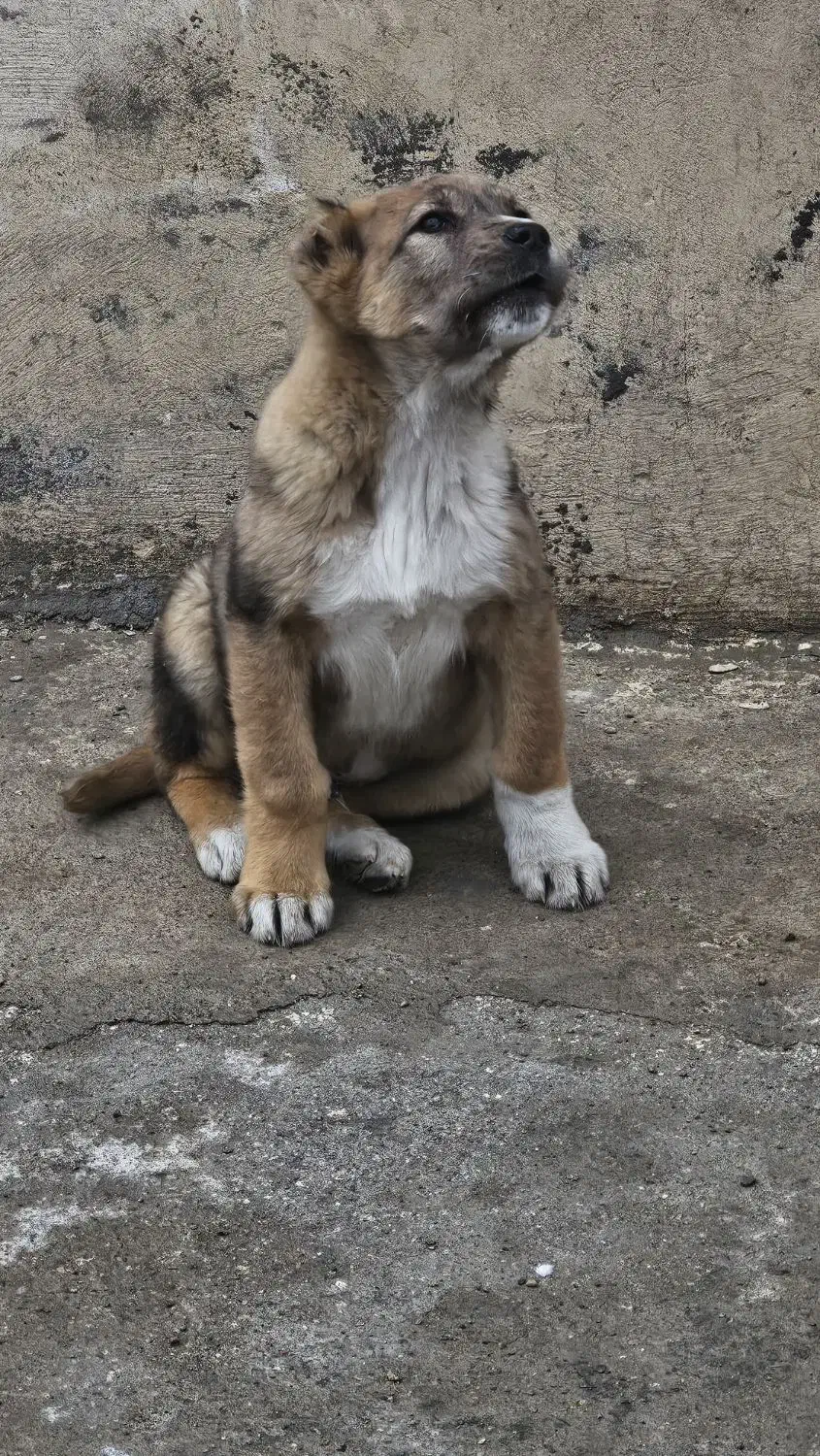 توله سگ|سگ|چناران, |دیوار