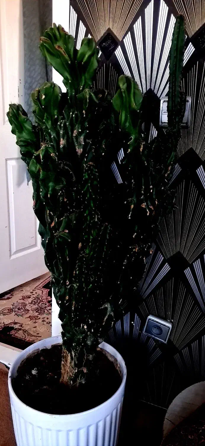 کاکتوس صخره ای|گل و گیاه طبیعی|کلیبر, |دیوار