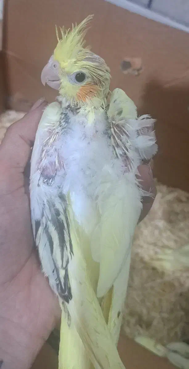 جوجه عروس دوکت زعفرانی لوتینوسرلاکی|پرنده|شیراز, شهرک رضوان|دیوار